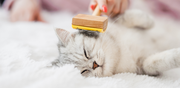 Top Cat Grooming Services and Cat Groomers in Brevard
