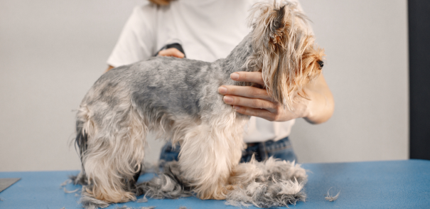 Professional Dog Grooming and Experienced Dog Groomers in Brevard